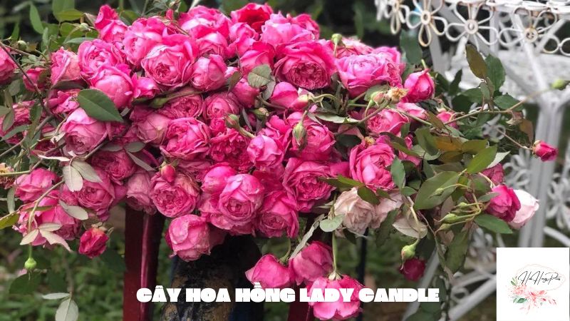 cây hoa hồng lady candle