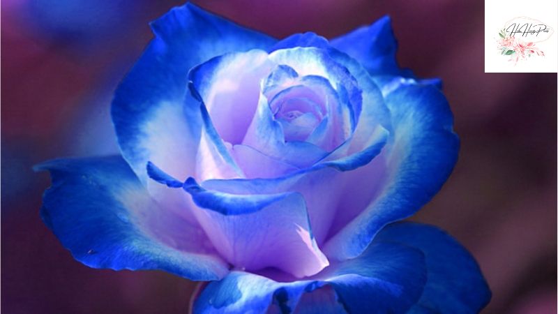 hoa hồng leo xanh