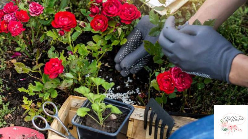 cách trồng hoa hồng trong chậu