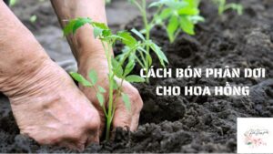 cách bón phân dơi cho hoa hồng