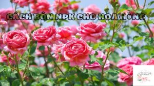 cách bón npk cho hoa hồng