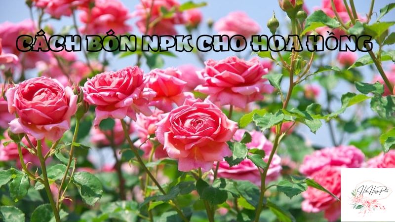 cách bón npk cho hoa hồng