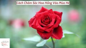 Cách Chăm Sóc Hoa Hồng Vào Mùa Hè