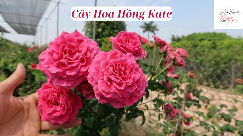 Cây Hoa Hồng Kate