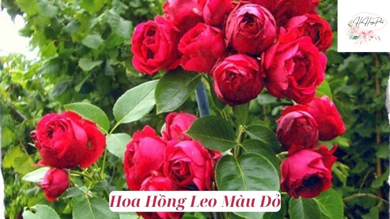 Hoa Hồng Leo Màu Đỏ
