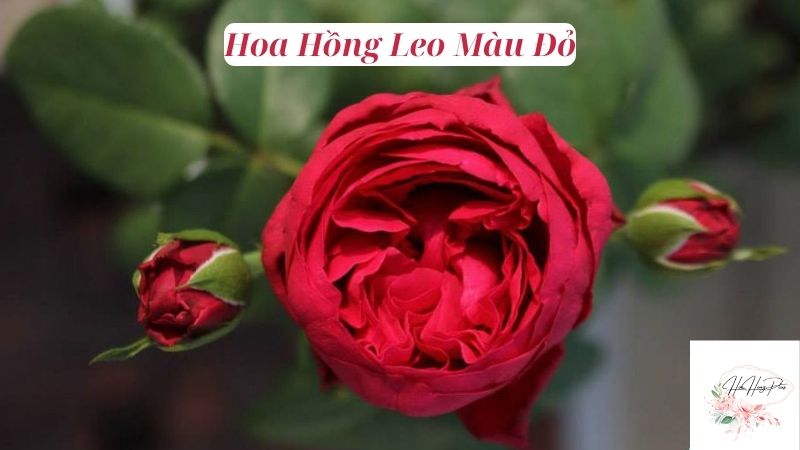Hoa Hồng Leo Màu Đỏ