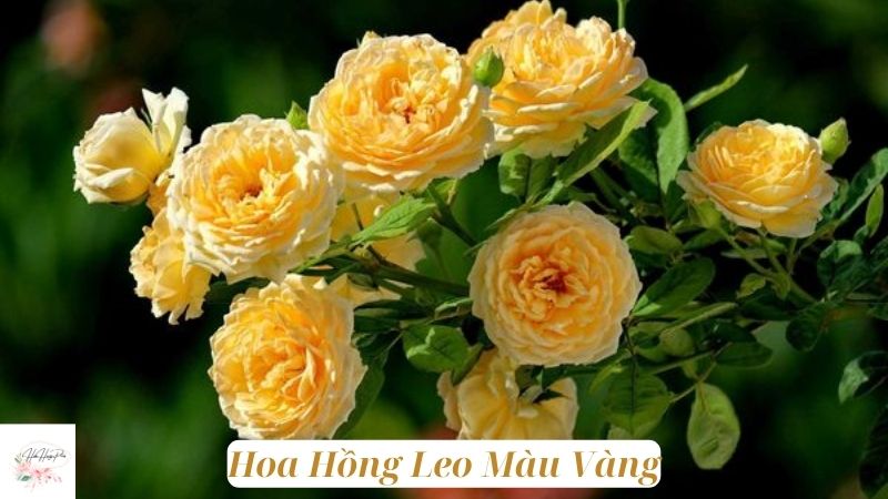 Hoa Hồng Leo Màu Vàng