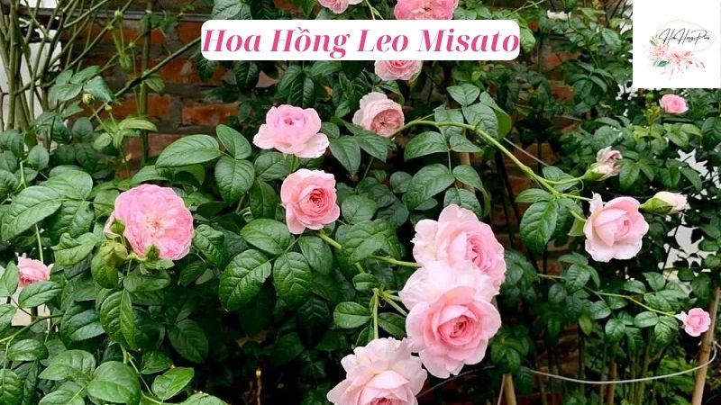 Hoa Hồng Leo Misato